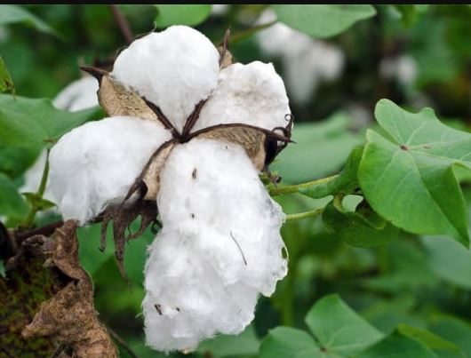 કપાસના ખેડૂતો માટે સરકારની માર્ગદર્શિકા